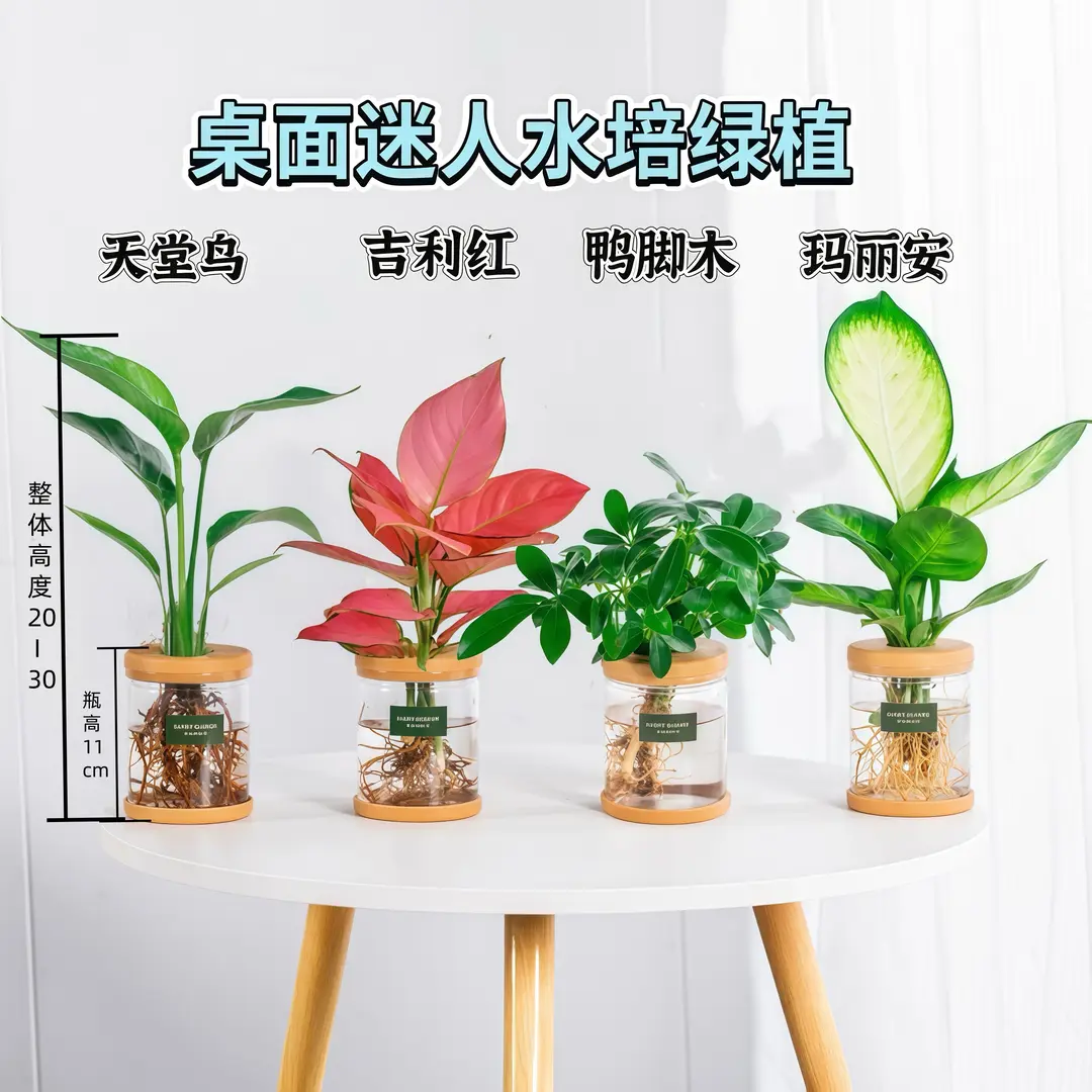 水培植物龟背竹天堂鸟室内的桌面盆栽懒人好养净化空气办公室绿植