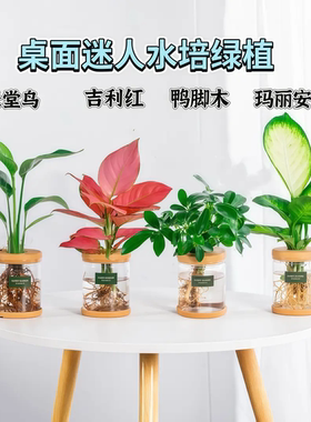 水培植物龟背竹天堂鸟室内的桌面盆栽懒人好养净化空气办公室绿植