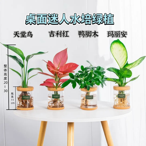 【包成活】30多款高颜值水培植物