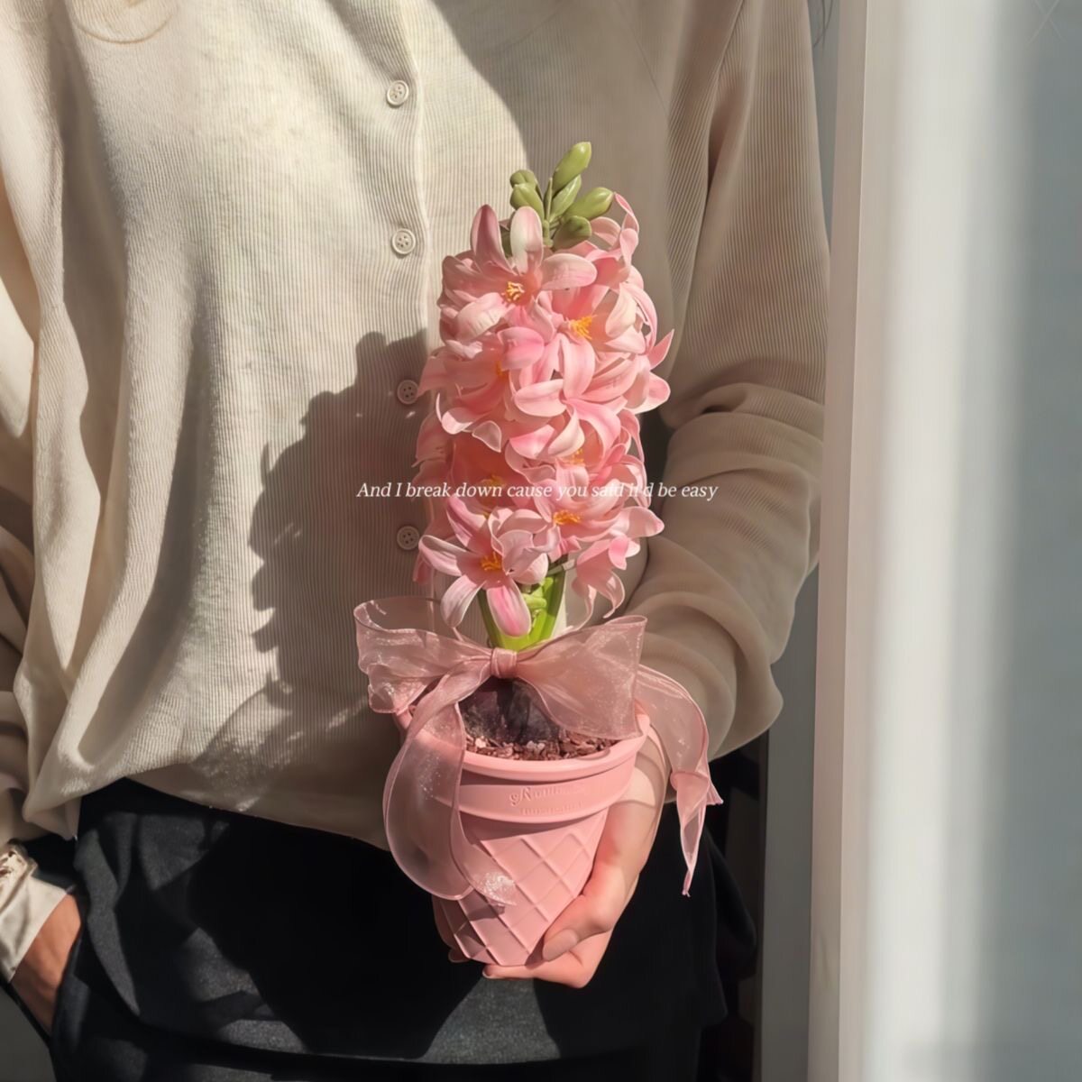 风信子种球水养土培套餐冬季水培植物四季耐寒易种活室内花卉盆栽