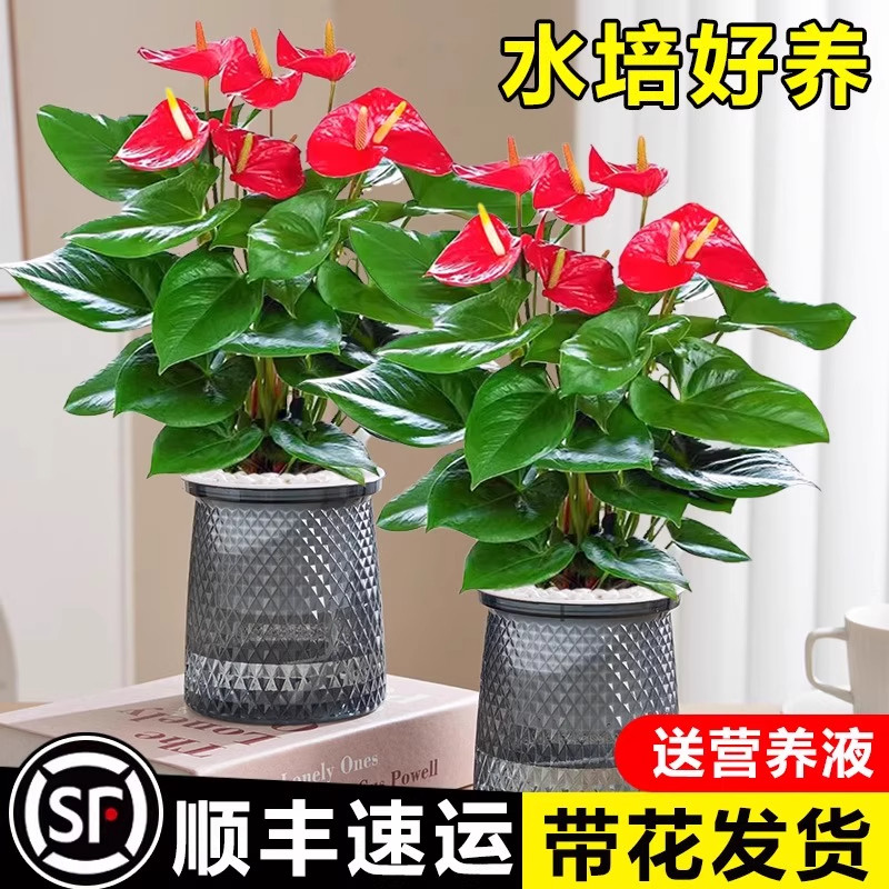 特级红掌白掌盆栽一帆风顺花卉植物室内好养绿植鸿运当头开花