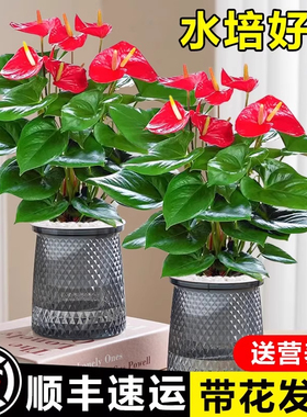 特级红掌白掌盆栽一帆风顺花卉植物室内好养绿植鸿运当头开花