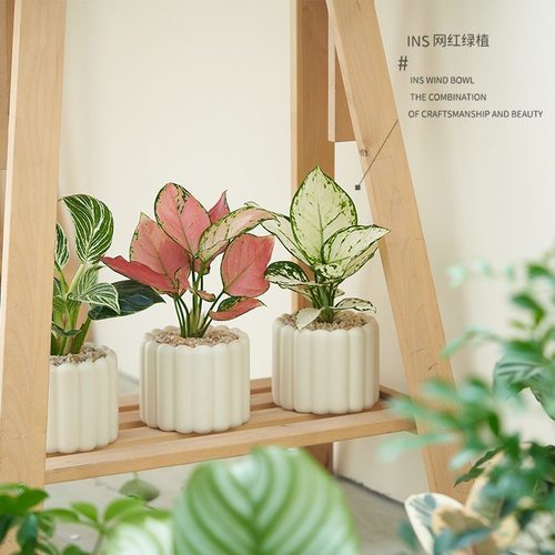 60天内植物死亡免费补发