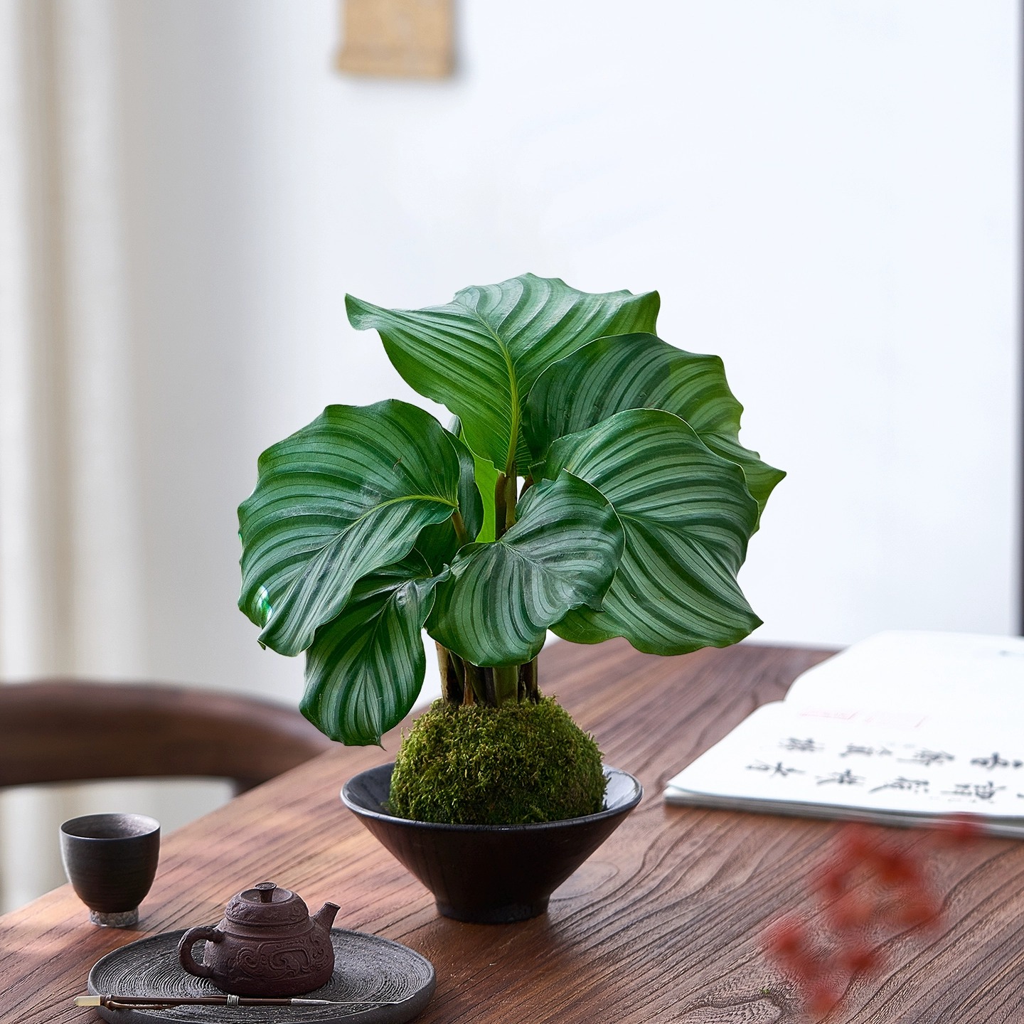 青苹果竹芋绿植水培植物苔藓球盆栽带花盆室内耐阴盆景客厅办公室