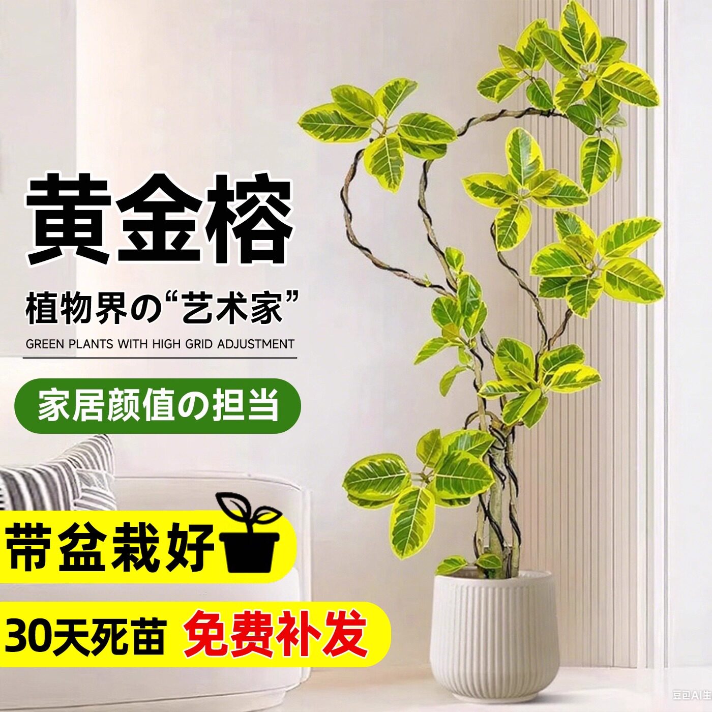黄金榕客厅绿植榕树苗橡皮树室内高级感落地式大型盆栽孟加拉榕树