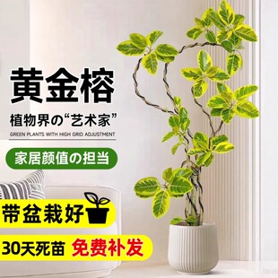 黄金榕客厅绿植榕树苗橡皮树室内高级感落地式大型盆栽孟加拉榕树