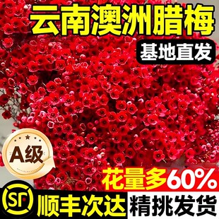 澳洲腊梅鲜切水培鲜枝云南基地直发真花银柳干花年宵花卉客厅摆件