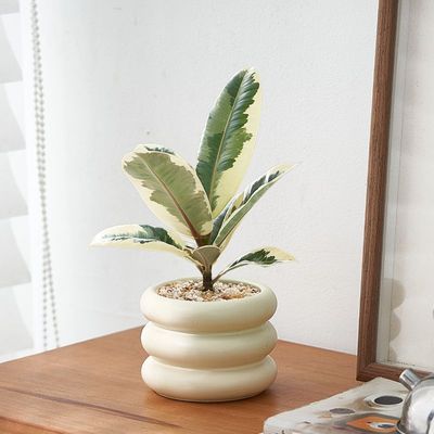 花叶漫画橡皮树室内植物