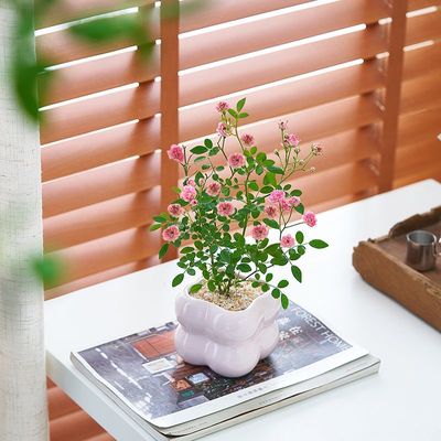 月季花苗盆栽姬超微迷你月季满天星玫瑰小苗阳台耐寒好养