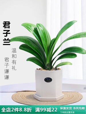 君子兰盆栽办公室春净化空气