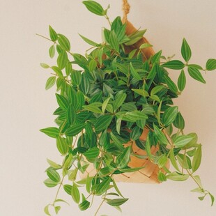 竹篮钻石翡翠盆栽悬挂吊兰垂吊藤类好养室内净化四季常绿懒人植物