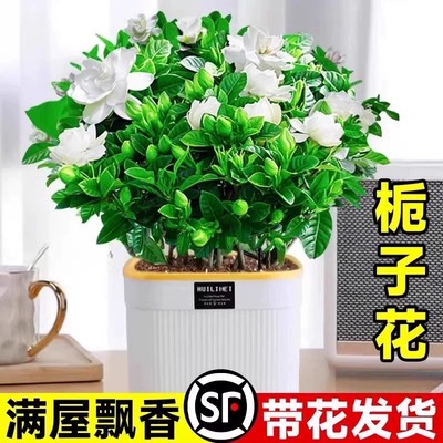 栀子花盆栽【带花苞】