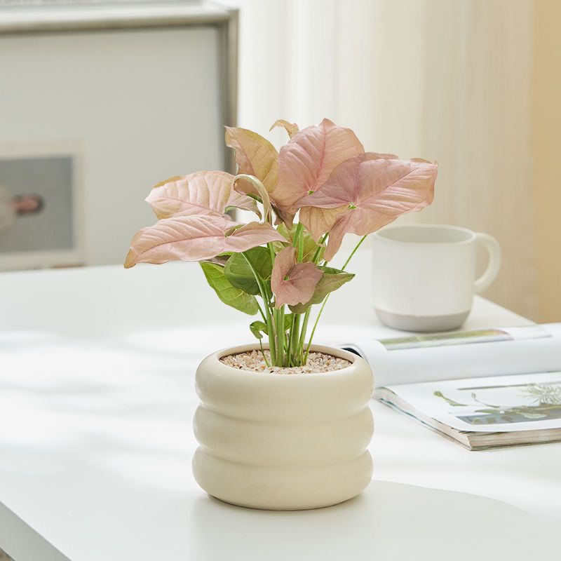 红粉佳人合果芋盆栽竹芋绿植