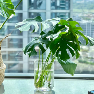 龟背竹盆栽老桩室内净化空气天堂鸟大叶室内常青观叶绿植水培植