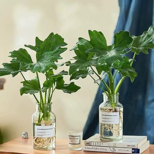 水培植物春羽盆栽绿植室内好养小天使水培龟背竹四季常绿春雨盆栽