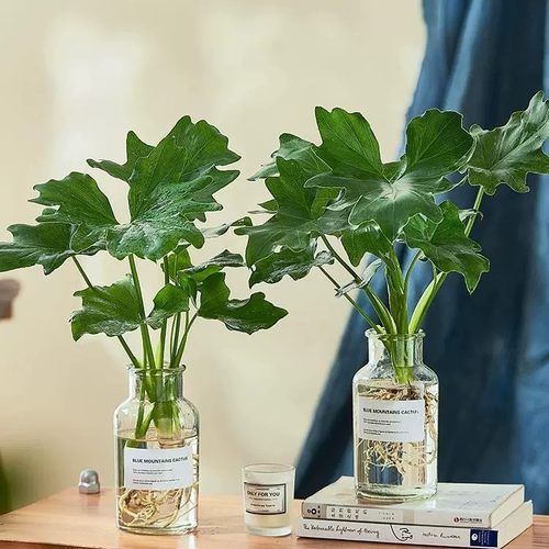 水培植物春羽【不活补发】