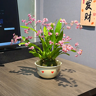 苔藓球光宗粉梦香兰盆栽带花苞办公室内绿植好养活植物年宵花卉