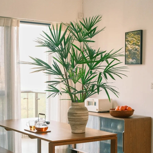 金山棕竹水培植物室内好养水竹子盆栽富贵竹客厅招财旺宅花卉绿植