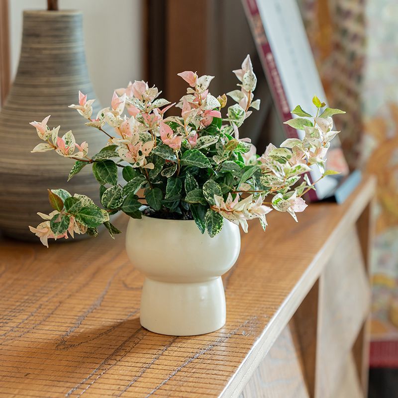 花叶络石盆栽彩叶爬藤【花耀飞】
