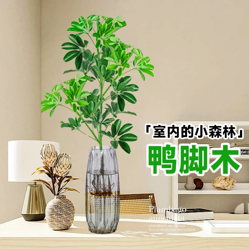 水培植物鸭脚木盆栽八方来财