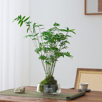 水培植物米竹室内盆栽