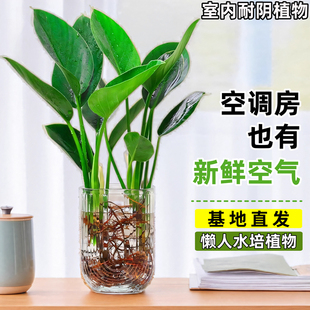 水培金钻绿公主桌面盆栽植物好养活办公室懒人水养植物四季 常青