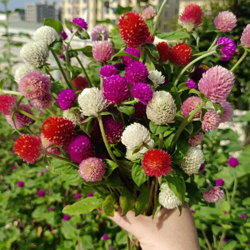 千日红花苗四季易种活阳台绿植