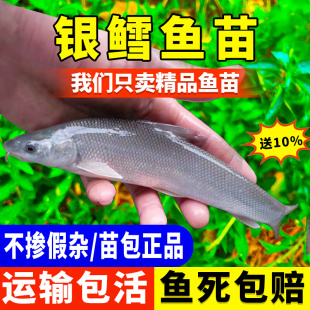银鳕鱼苗淡水养殖食用红眼银雪鱼活体鱼苗冷水高档观赏鱼好养耐活