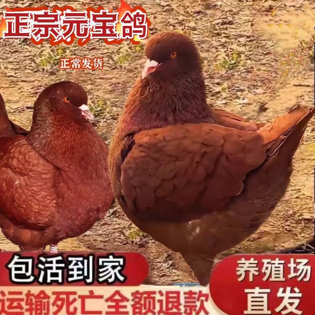 元宝特大型元宝鸽纯种一对活体大鸽子观赏鸽肉鸽包邮包活到家