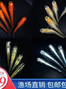 观背青鳉鱼卵观赏鱼冷水鱼魔法鱼不打氧星光小型锦鲤淡水好养群游