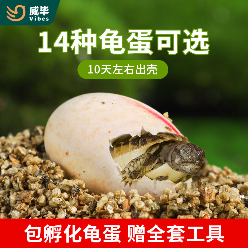 可孵化乌龟蛋套装中华草龟花龟巴西龟鳄龟活体受精蛋宠物招财龟图片
