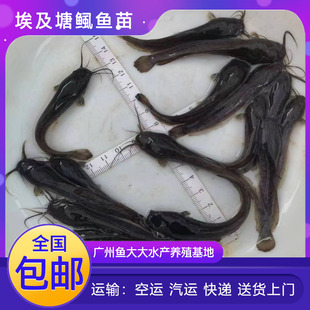 埃及塘鲺鱼苗淡水 养殖埃及鱼苗革胡子鲶鱼苗本地塘角鱼苗批 发