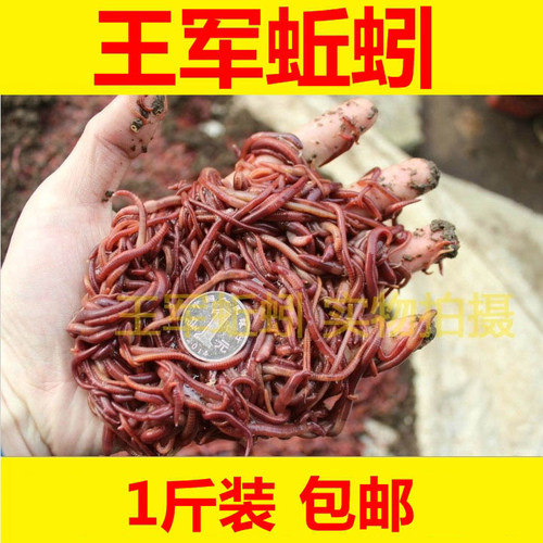 盒装钓鱼蚯蚓红虫活饵包邮