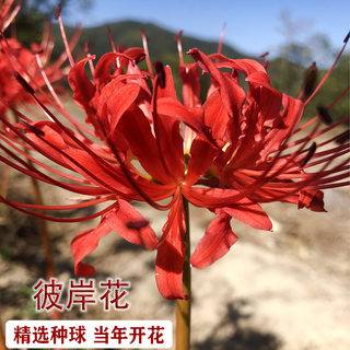 红色彼岸花曼珠沙华红花石蒜花叶不想见的花卉好活好养盆栽地栽