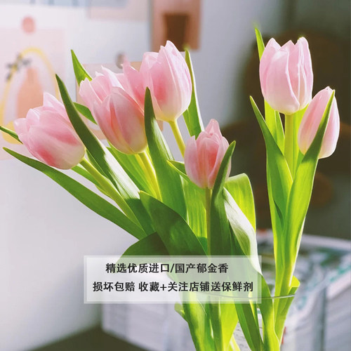 进口国产多色礼品郁金香直发送