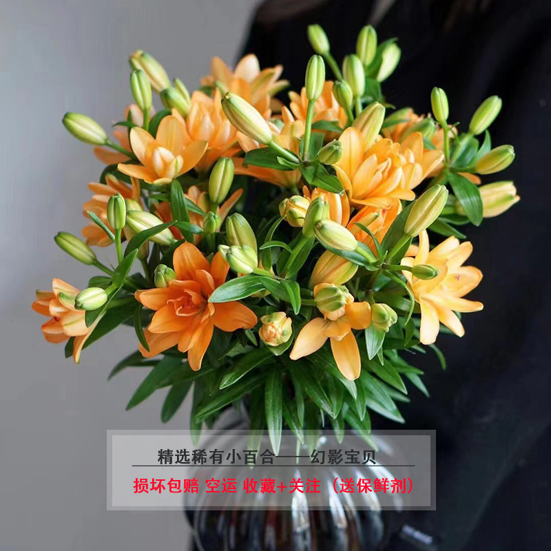 云南鲜花优质多头重瓣小百合幻影宝贝 眼线 童年 橙色梦想 小粉仙