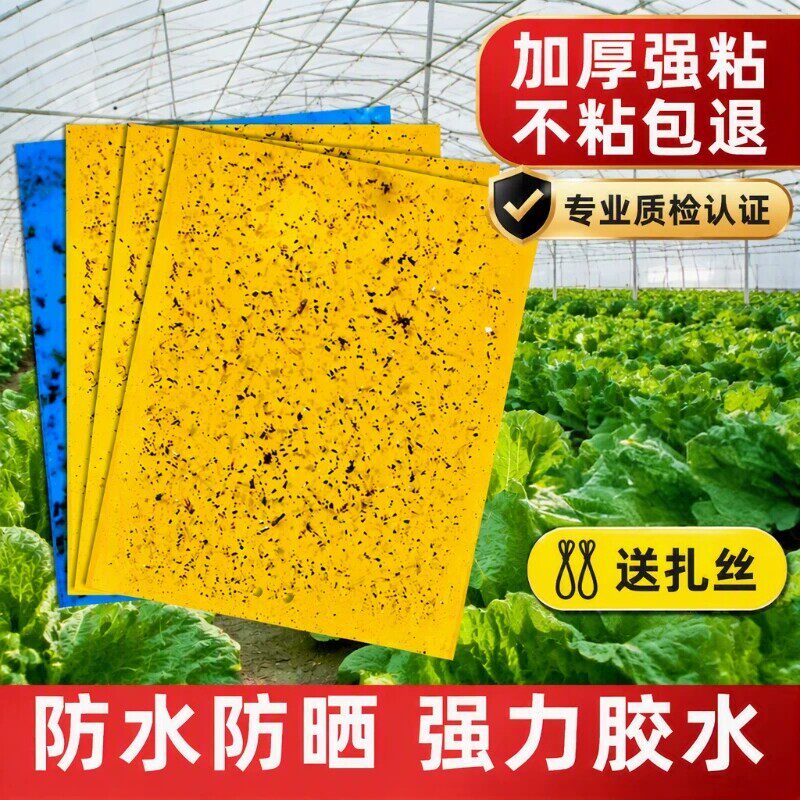 粘虫板果实蝇黄板双面大棚果蝇诱捕器粘蚊贴苍蝇贴粘蝇纸强力蚊子