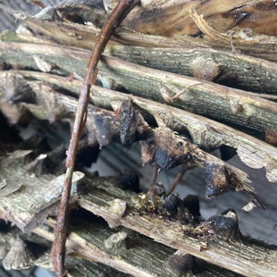 海桐皮散煎汤新鲜湿椿樗叶花椒刺椒食茱萸鼓刺桐皮根叶苗调料香料