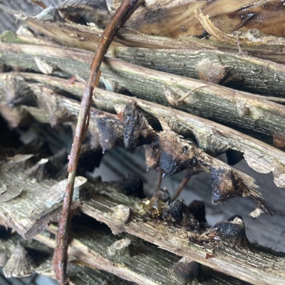 海桐皮散煎汤新鲜湿椿樗叶花椒刺椒食茱萸鼓刺桐皮根叶苗调料香料