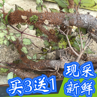 顺丰千枚针树根新鲜红楤木刺桐筒老虎椒刺鸟不落红刺党刺种苗干粉