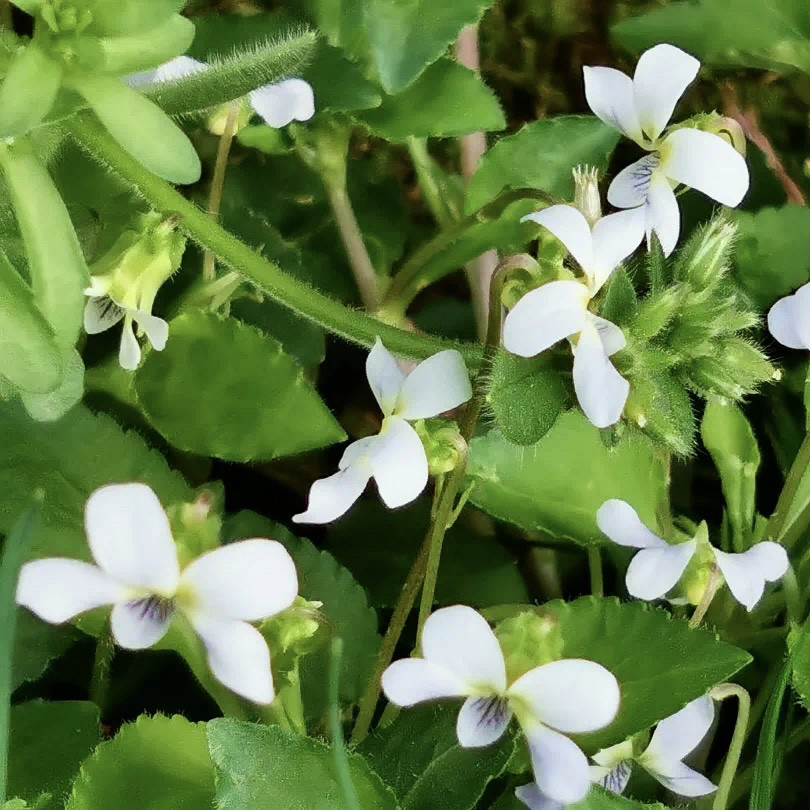 七星莲新鲜金茶匙茶匙黄银草银边草地黄星草黄莲茶人参菜广东野菜