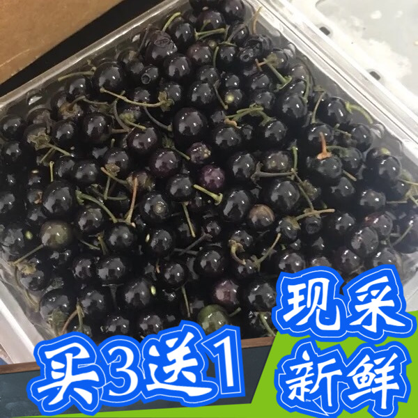 龙葵果实1000克 新鲜野生顺丰空运包邮 黑天天茄子黑端端野果在类目 传统滋补营养品, 药食同源食品, 其他药食同源食品中 - 来自Buy2taobao.com提供专业的淘宝代购服务