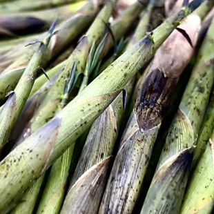 【红楼梦鸡髓笋】食用山珍乌笋乌竹苗种立夏健脚骨笋吃笋鲜美甜笋