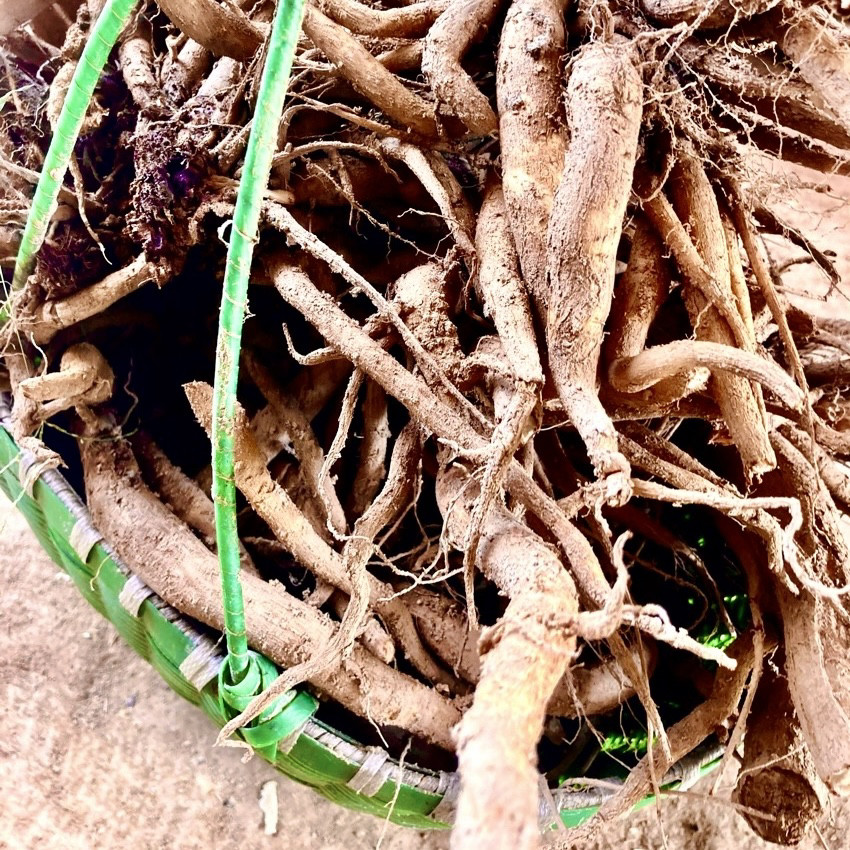 大蓟根马刺根新鲜野菜煲汤食材马刺虎蓟鸡脚刺萝卜蚁姆刺头牛口刺