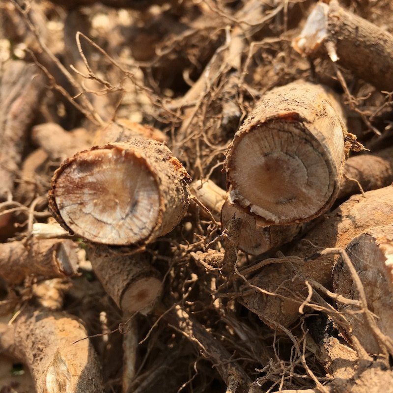 顺丰野胡椒根新鲜木仓子山胡椒树根木姜子根山仓子树根皮叶干茶粉