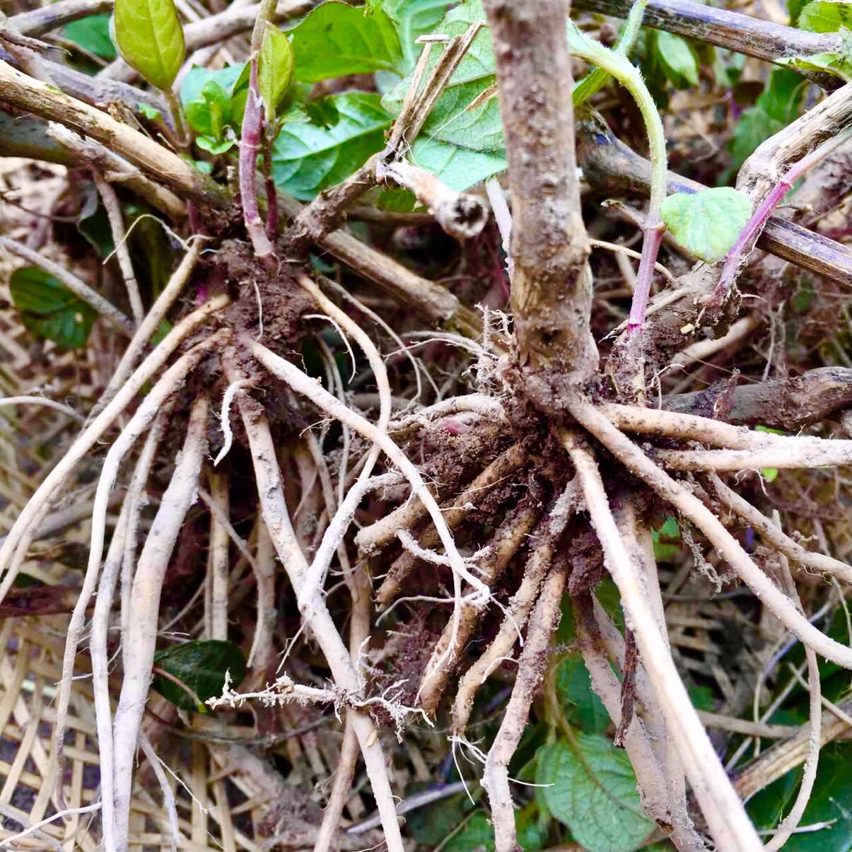 顺丰土牛膝根新鲜牛磕膝怀牛膝接骨草山苋菜扭伤牛夕牛七叶干粉苗