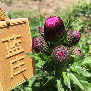 大蓟根新鲜野菜煲汤顺丰苗牛口刺蓟鸡脚刺猪蚁姆刺头白马刺蓟叶子