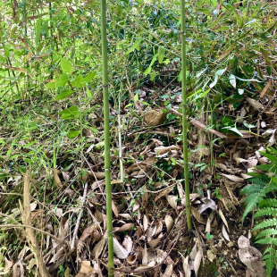 实心水竹苗食用鲜甜嫩爽吃菜春笋小山笋实心无心笋团竹笋柴笋野笋