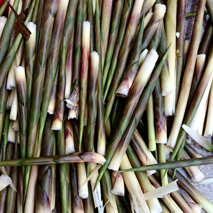 水竹苗食用鲜美吃菜竹春甜笋浙江细小竹子庭院家养户外篱笆鸡婆笋