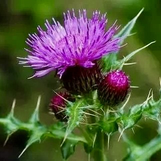 大蓟新鲜野菜刺子野刺莓蓟铁刺蓟牛刺草红蓟马刺头刺萝卜根母鸡刺